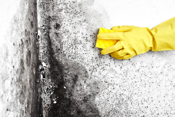 Best Kitchen Mold Remediation in Mount Vernon, GA