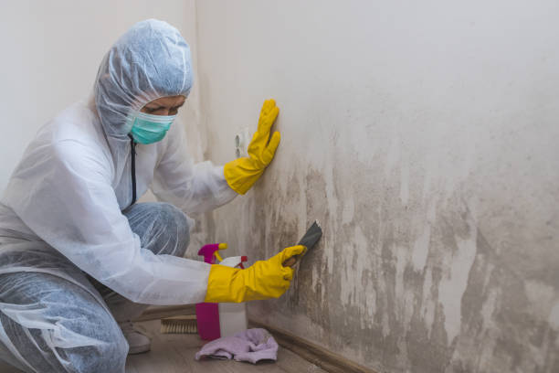 Best Residential Mold Remediation in Mount Vernon, GA
