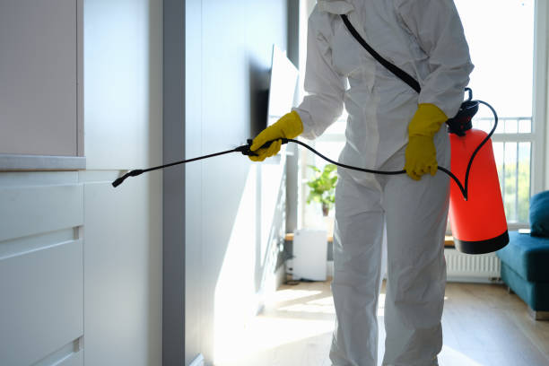 Best DIY Mold Remediation Support Services in Mount Vernon, GA