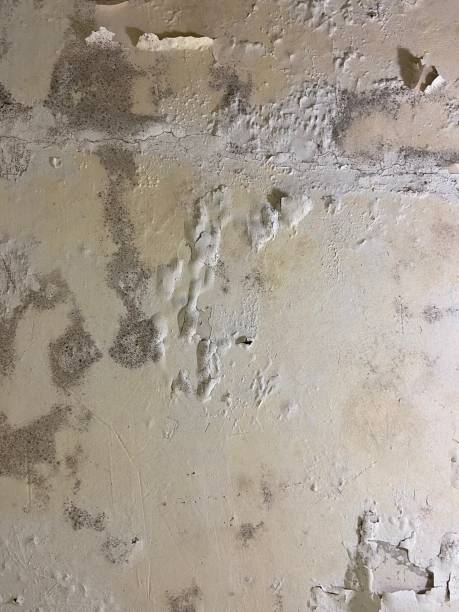 Best Bathroom Mold Remediation in Mount Vernon, GA