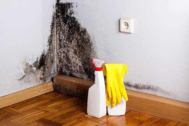 Mount Vernon, GA Mold Remediation Company