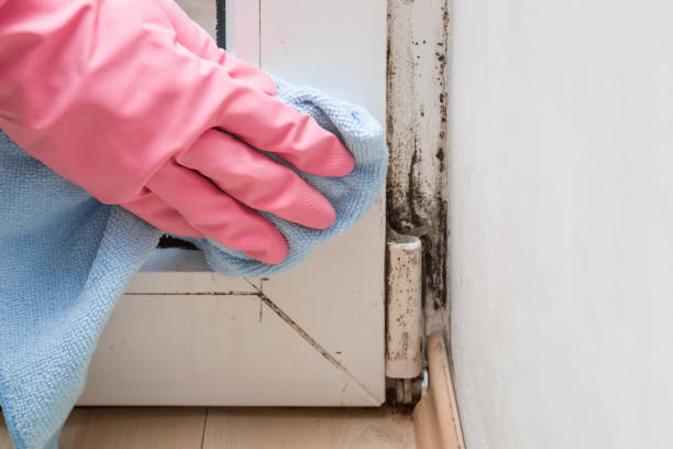Best Crawl Space Mold Remediation in Mount Vernon, GA